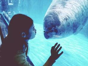 海洋最新爆料视频播放,最新爆料视频揭秘神秘海洋生物  第3张